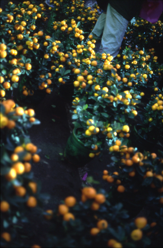 Chinese New Year Fair at Victoria Park with festive flower stalls and crowds